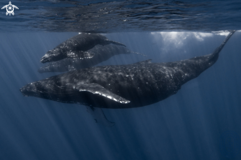 A Humpback Whale