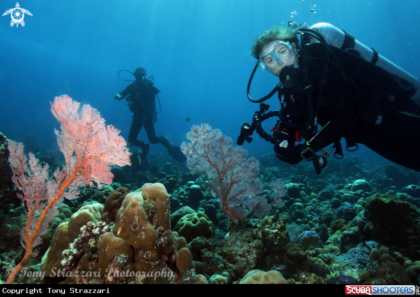 Diver with gorgonia