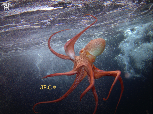 A Octopus vulgaris  | Poulpe 