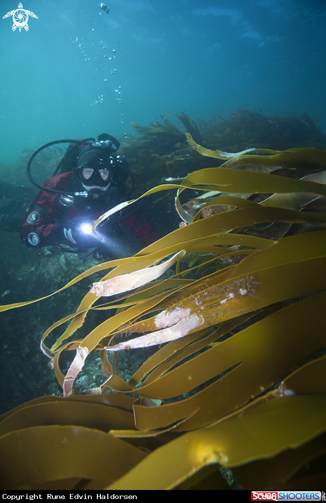 In the kelp forest