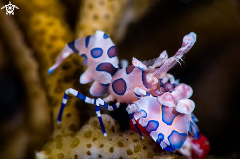 A harlequin shrimp