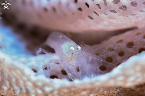 A Lacy Bryozoan shrimp