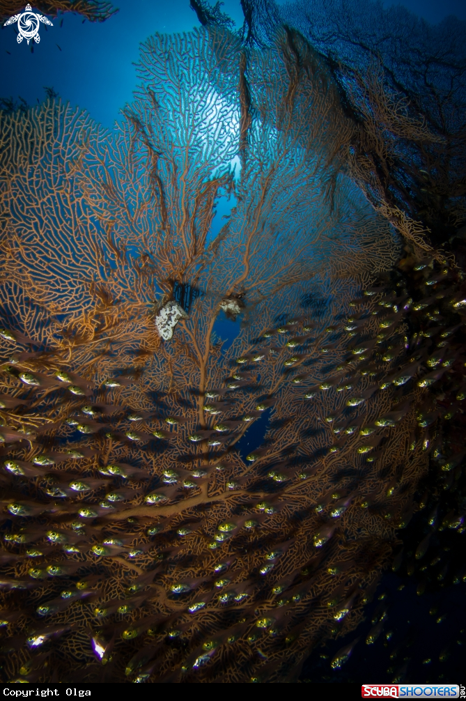 A Gorgonia Sea Fan, Glassfish