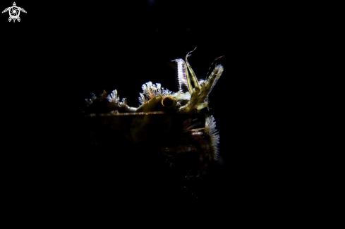 A Saron marmoratus | Marble Shrimp / Saron Shrimp
