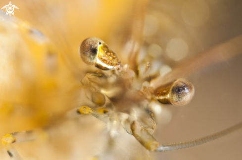 A Palaemon adspersus | Fjord shrimp