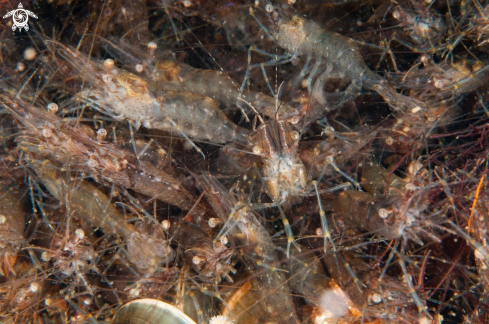 A Palaemon adspersus | Fjord shrimp