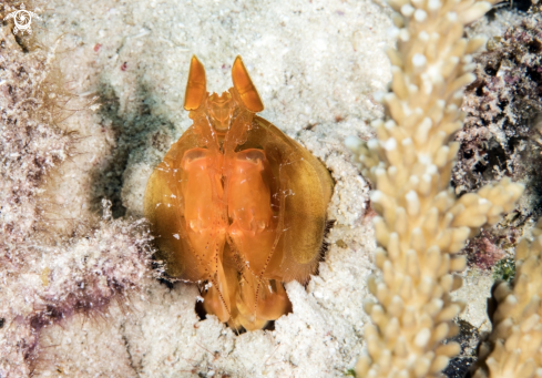 A Lysiosquilloides mapia | Golden Mantis Shrimp