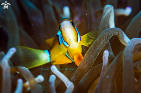 A yellowtail clownfish or Clark's anemonefish 
