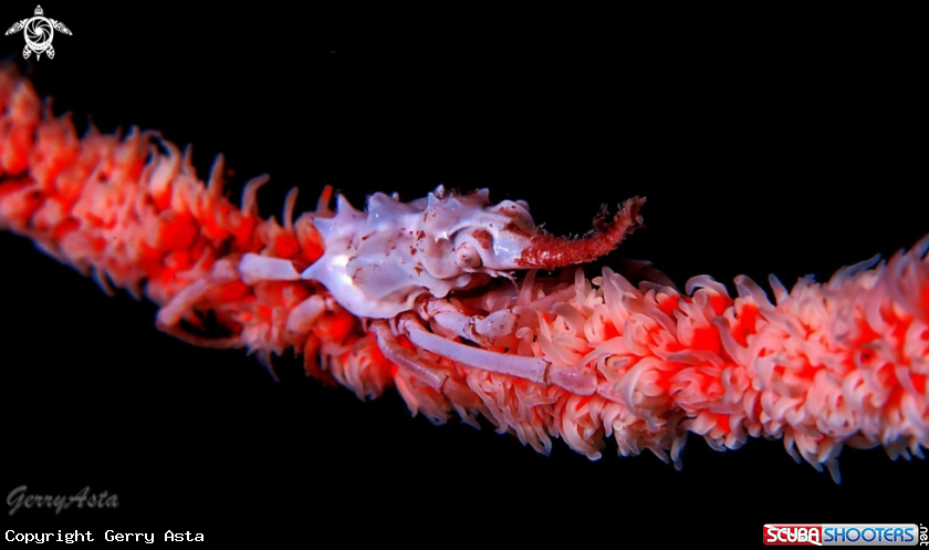 A Whip Coral Spider Crab : Xenocarcinus Tuberculatus