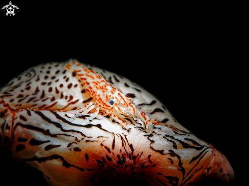 A Leopard Shrimp  | Leopard Shrimp 