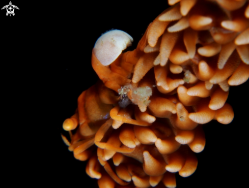 A Whip coral shrimp & Parasite