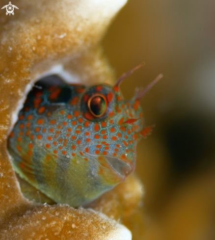 A Tessellatted Blenny 