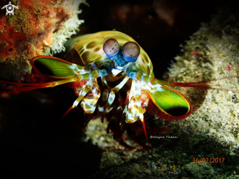 A Peacock Mantis Shrimp