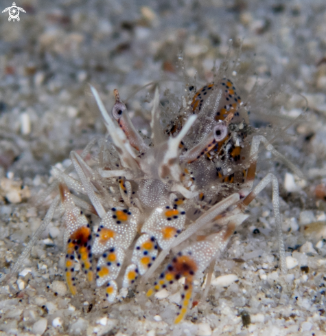 A Phyllognathia ceratophthalma | Bongo/Tiger Shrimp