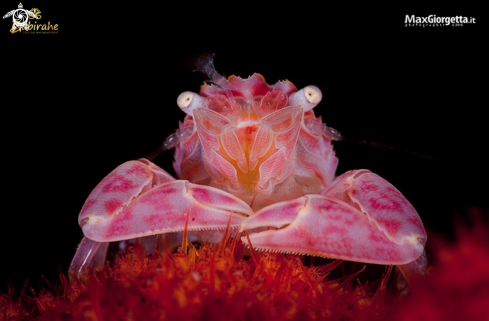 A lissoporcellain crab