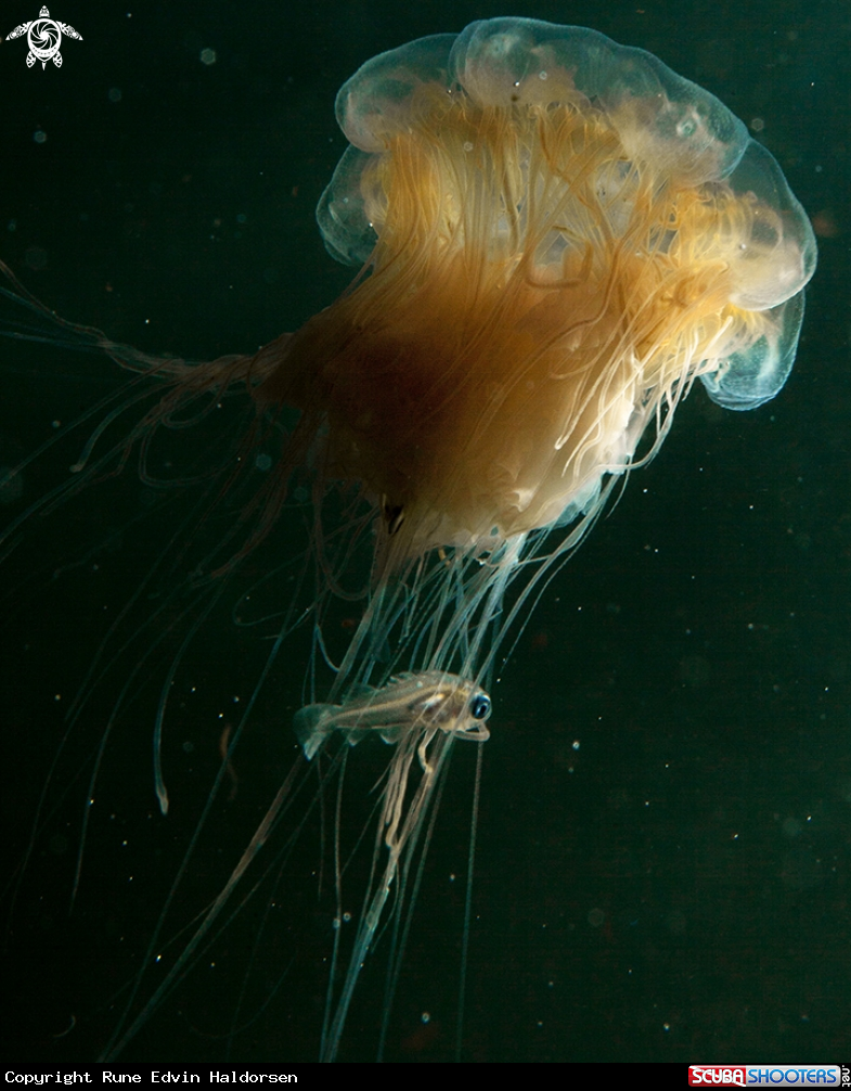 Lions mane jelly & Whitting