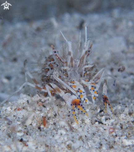 A Phyllognathia ceratophthalma | Tiger or Bongo shrimp