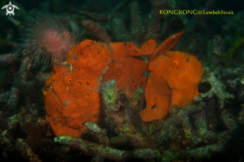 A Frogfishes