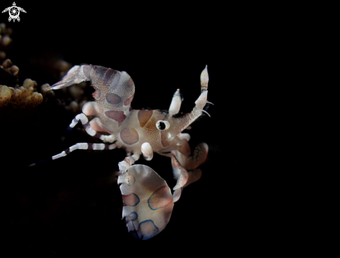 A Harleyquin Shrimp
