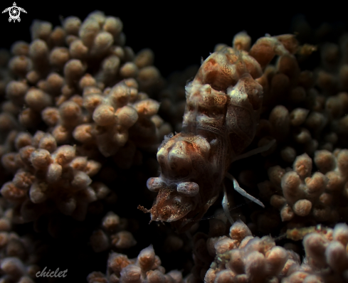 A Cryptic soft coral shrimp