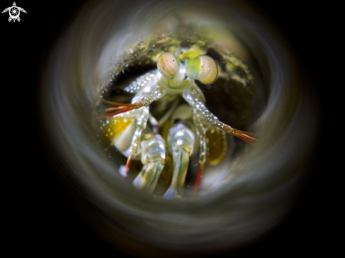 A Mantis Shrimp | Mantis Shrimp