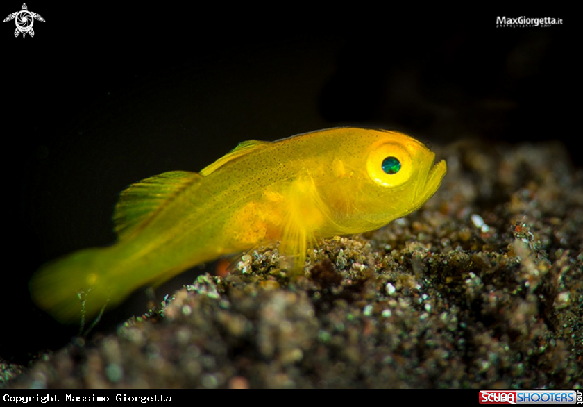 A yellow goby