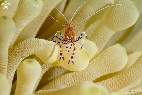 A Periclimenes yucatanicus  | Spotted cleaner shrimp