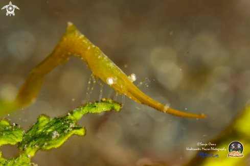 A Tozuma lanceolatum | Tozuma shrimp