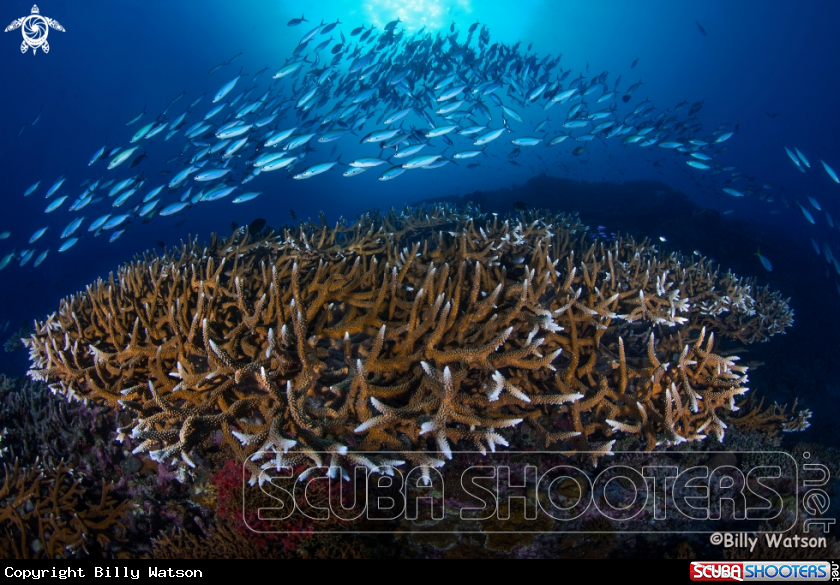 A Staghorn coral reefscape