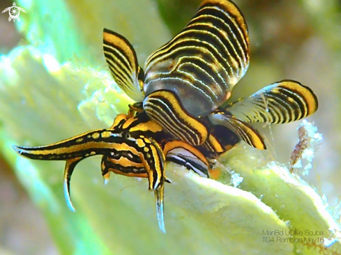 A Cyerce nigra | Nudibranch