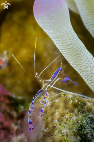 A Ancylomenes pedersoni | Pederson Cleaner Shrimp