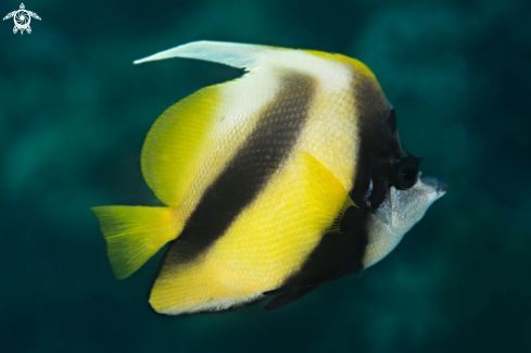 A Heniouchus intermedius | Wimple Fish