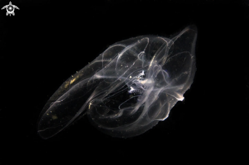 A Mnemiopsis leidyi | Jellyfish