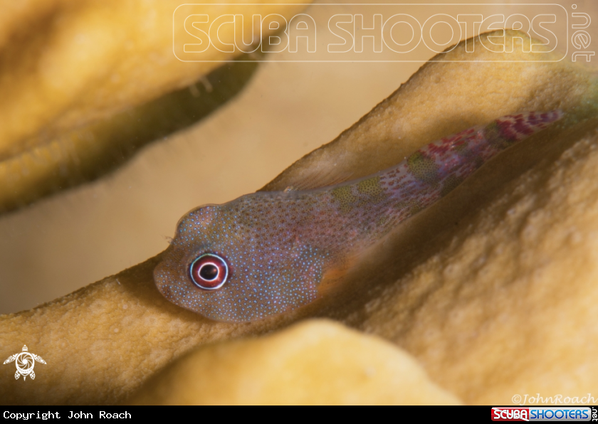 A Papillate Clingfish
