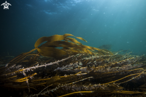 A Kelp