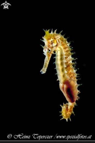 A Pregnant seahorse | seahorse