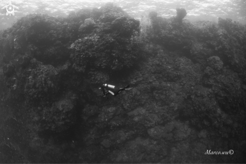 A Peaceful ocean | Diver