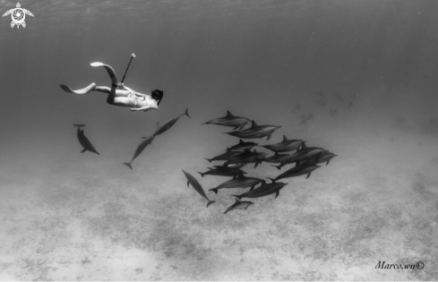 A Freediving girl with dolphin famliy 
