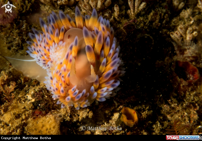 A Blue Gasflame Nudibranch