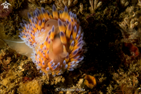 A Blue Gasflame Nudibranch