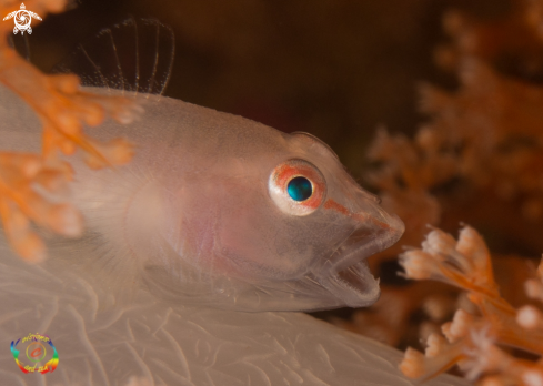 A Soft coral ghost goby