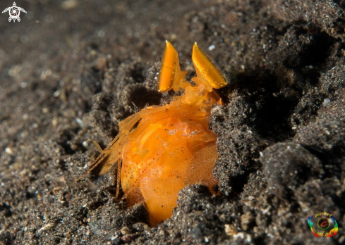 A Orange mantis shrimp