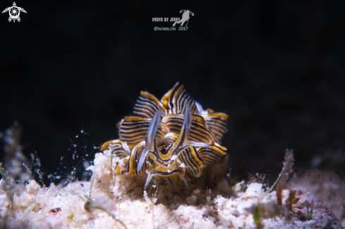 A Cyerce Nigricans | Tiger Butterfly Nudibranch