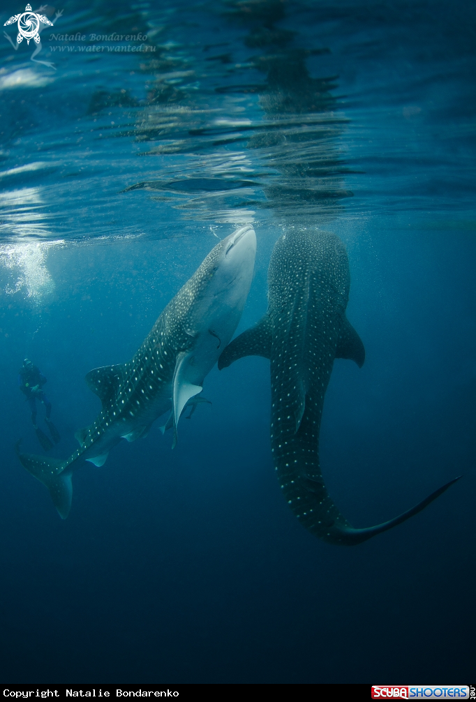 Whale sharks and fdiver