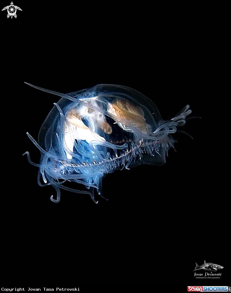 A Slatkovodna meduzica / Freshwater jellyfish  .