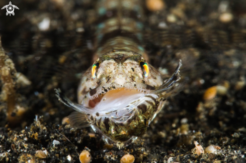 A Lizzard Fish
