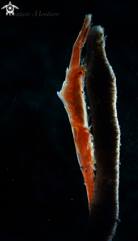 A Tozeuma Shrimp | Saw Blade 