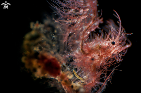 A Coral ghost shrimp