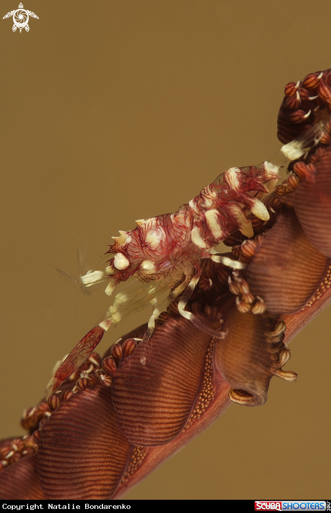 Shrimp on a coral