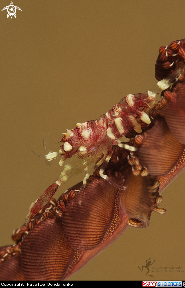 Shrimp on a coral